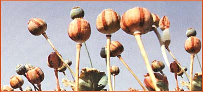 Government Opium & Alkoaloid Factories